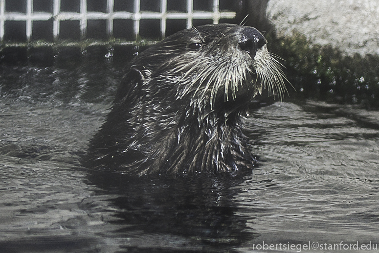 sea otter